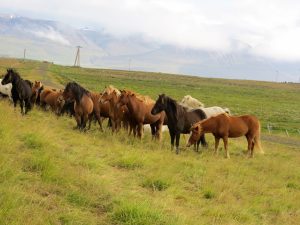 Exkurze na koni na Islandu