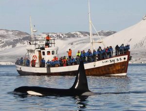 Pozorování velryb s přístavu Olafsvík