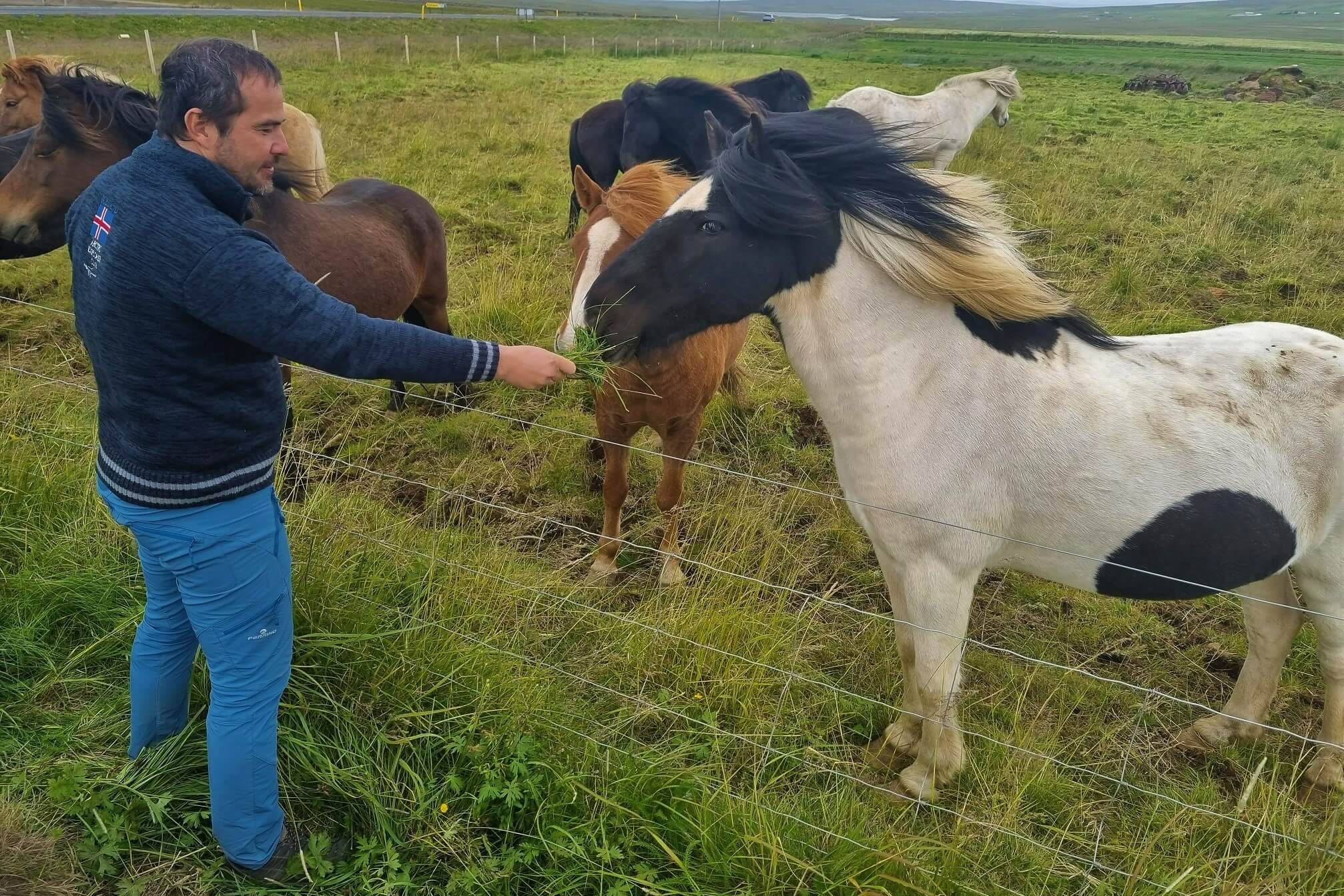 kůň na Islandu